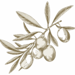 hand-drawn-olive-branch-outline-illustration